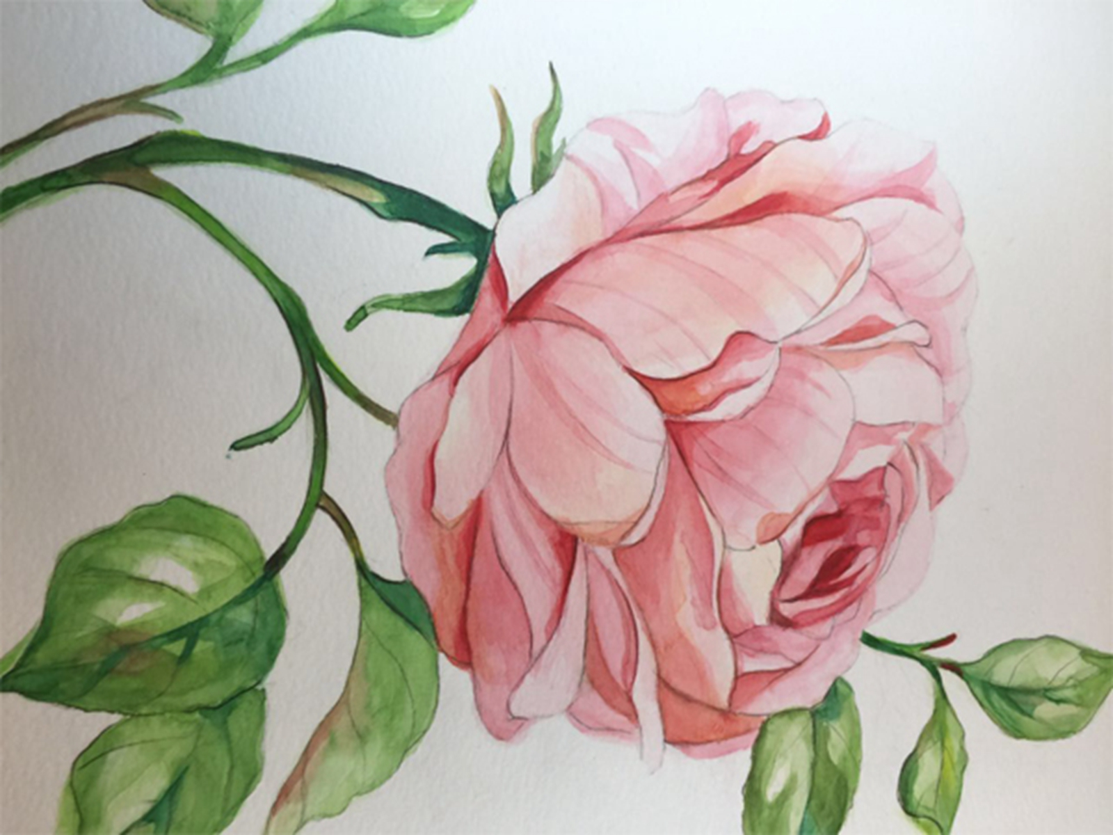 水韵雅色成人水彩画班