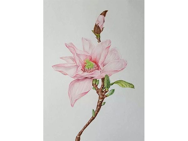婀娜多姿的花卉成人彩铅画