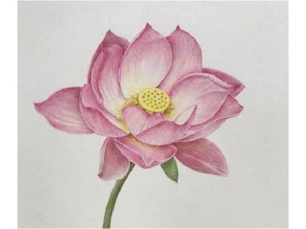 婀娜多姿的花卉成人彩铅画